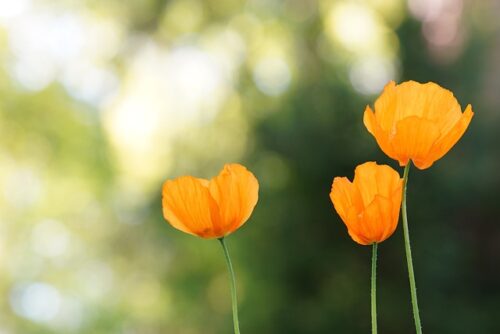 fleurs de coquelicots jaunes pour illustrer l'article sur l'importance de prendre soin de son ventre pour le blog sur le drainage lymphatique Vodder