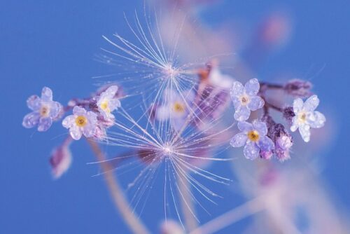 Fleur de printemps de couleur mauve, légère et subtile, sur fond de ciel bleur clair, pour illustrer l'article sur les études consacrées aux effets du massage sur la santé