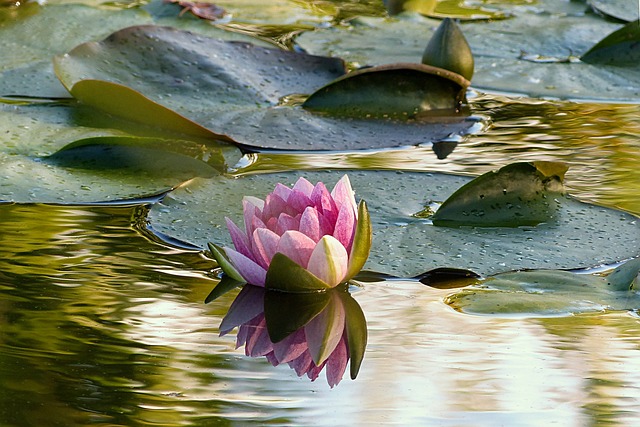 Fleur de lotus rose sur l'eau pour illustrer l'article sur la méthode de drainage Vodder