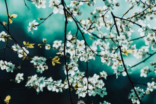 Illustration décorative de fleurs de mimosa, ajoutant une touche florale à l'article sur le bien-être digestif