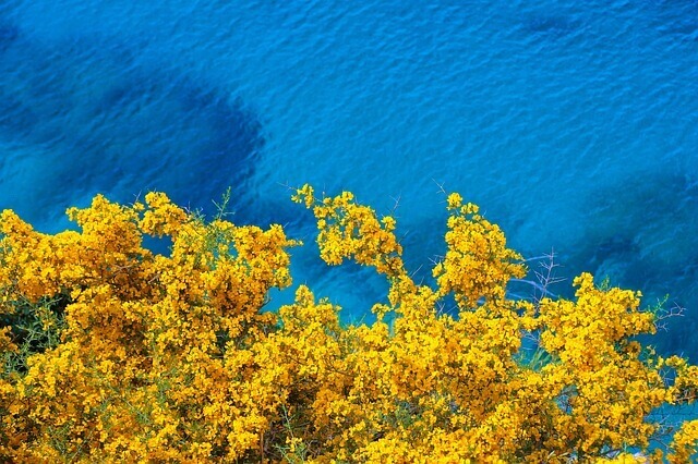 Jolies fleurs de mimosas jaune sur fond bleu de la mer pour illustrer l'article sur les contre-indications du drainage lymphatique