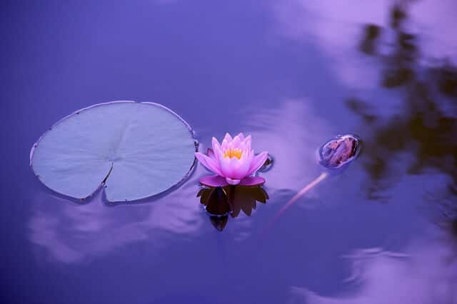 Fleur de lotus rose sur une étendue d'eau couleur violacée avec une fleur de nénuphar