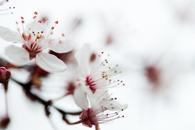 Fleur de sakura blanche avec des pistils rouges pour illustrer l'article sur le drainage lymphatique Vodder pendant la grossesse