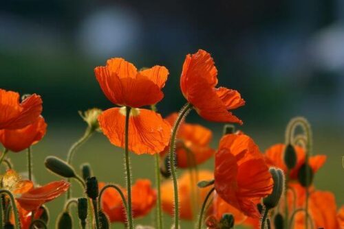 Image de coquelicots pour accompagner un article sur le lipœdème