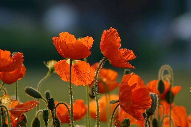 Image de coquelicots pour accompagner un article sur le lipœdème
