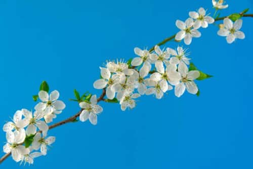 Branche de cerisier en fleurs blanches au printemps, symbole de douceur et bien-être