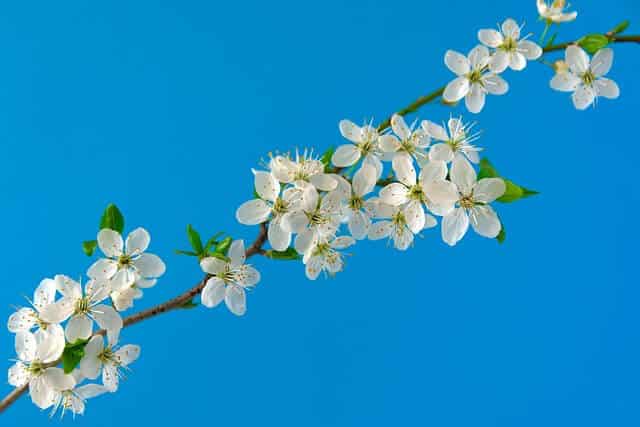 Soulager le lymphœdème grâce au drainage lymphatique Vodder 1 Branche de cerisier en fleurs blanches au printemps, symbole de douceur et bien-être